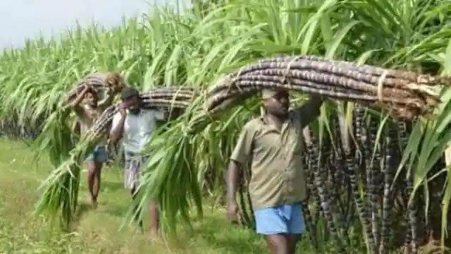 यूपी में चीनी मिलों में गन्ना पेराई का शेड्यूल जारी, इस बार चीनी कम एथानॉल ज्यादा बनेगा