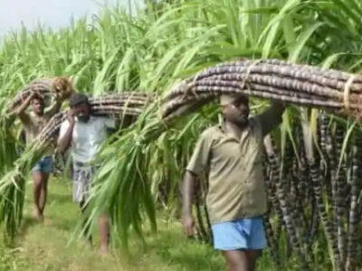 नए पेराई सत्र के लिए गन्ना किसान 20 तक ऑनलाइन भर सकेंगे घोषणा पत्र