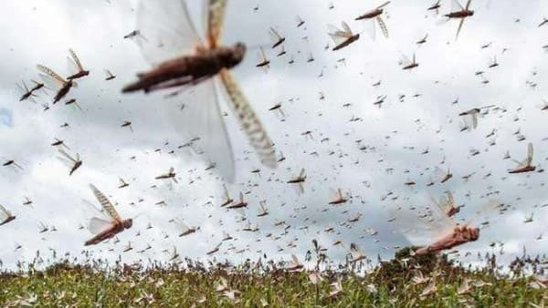 उमरिया के इस गांव में कीट का आतंक, ग्रामीणों का जीना किया मुहाल, संपर्क में आने से होती है खुजली