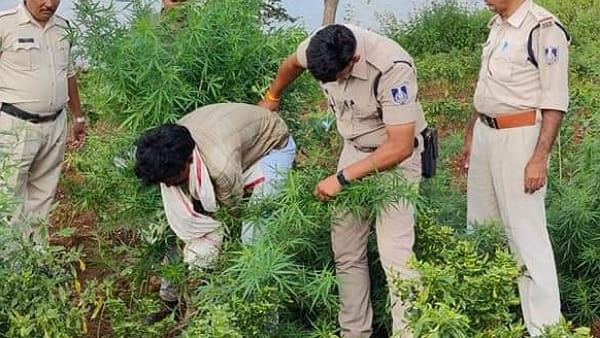 मिर्ची की फसल के बीच गांजे के पौधे, अब कुछ इस तरह दिमाग लगाने लगे तस्कर