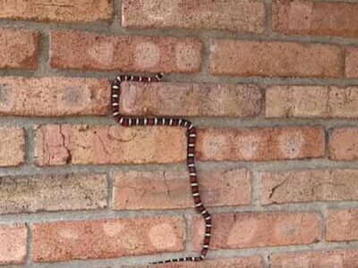 जहरीला सांप दीवार पर चढ़ता जा रहा था, लोगों को आ गई नोकिया वाले स्नेक गेम की याद