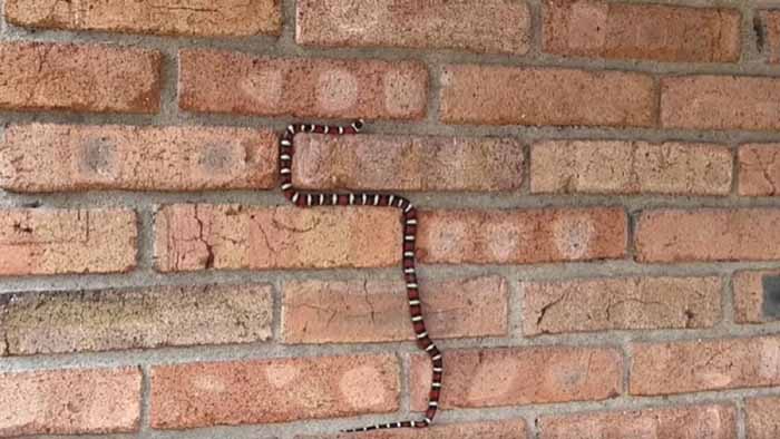 जहरीला सांप दीवार पर चढ़ता जा रहा था, लोगों को आ गई नोकिया वाले स्नेक गेम की याद