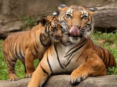 MANIT और BHOJ होगा शिफ्ट, बनेगा टाइगर रिजर्व विचार शुरू