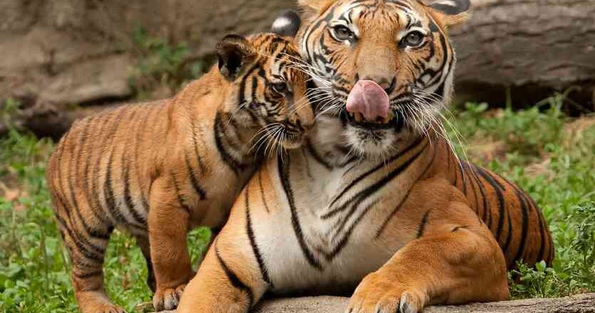 MANIT और BHOJ होगा शिफ्ट, बनेगा टाइगर रिजर्व विचार शुरू