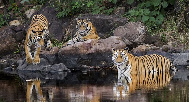 प्रदेश में बाघों की गणना का चौथे चरण का काम पूरा