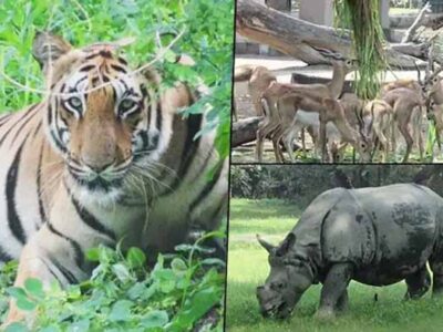 दिल्ली: शैक्षणिक संस्थान और निजी कंपनियां अब चिड़ियाघर के जानवरों को ले सकेंगे गोद