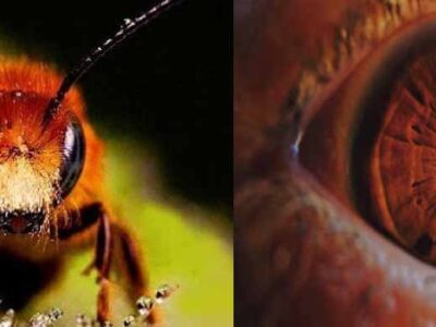 चीनी व्यक्ति ने अपने चेहरे पर बैठी मक्खी को मारने के चक्कर में अपनी एक आंख ही गंवा दी