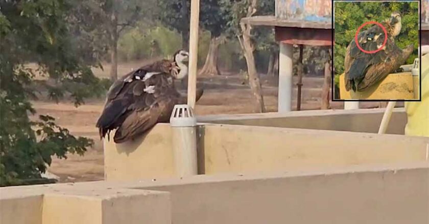 भानुप्रतापपुर में देखा गया दुर्लभ गिद्ध, वन विभाग के साथ पुलिस भी निगरानी में जुटी