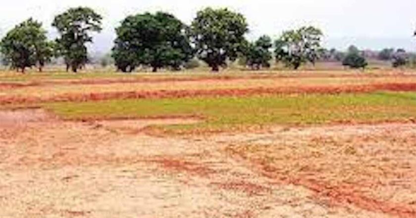 कोरबा में पटवारी ने नियम कानून को ताक पर रखकर 250 एकड़ जमीन की कर दी बंदरबांट