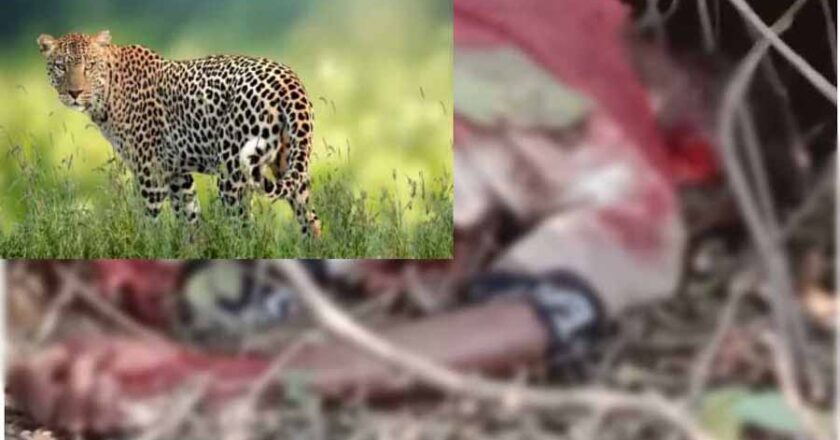 सड़क किनारे सो रहे बुजुर्ग को तेंदुए मारा, जंगल में मिली लाश