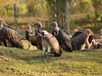 मध्य प्रदेश में गिद्धों की संख्या में वृद्धि, गणना में आंकड़ा 12 हजार के पार होने की उम्मीद