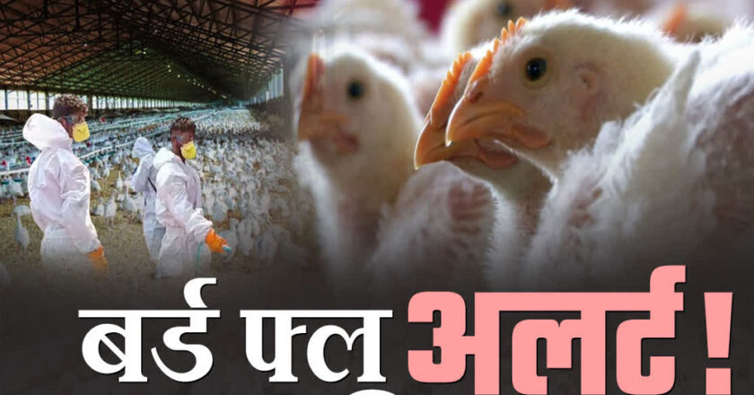 छिंदवाड़ा में बर्ड फ्लू की पुष्टि, जिला प्रशासन फ्रंट फुट पर, मुर्गे-मुर्गियों को नष्ट कर 1 महीने के लिए नॉनवेज बेचने पर बैन, सभी जिलों में अलर्ट