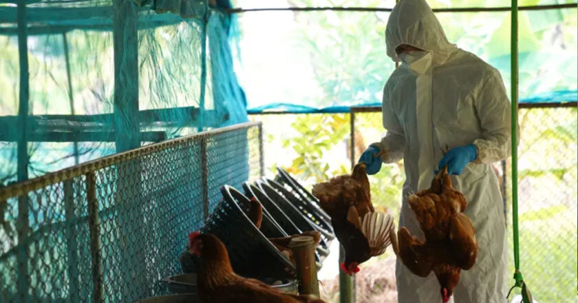 रायगढ़ में बर्ड फ्लू की पुष्टि के बाद अब सर्विलांस जोन में होगी मुर्गी और अंडों की बिक्री, सैनिटाइजेशन सर्टिफिकेट जारी