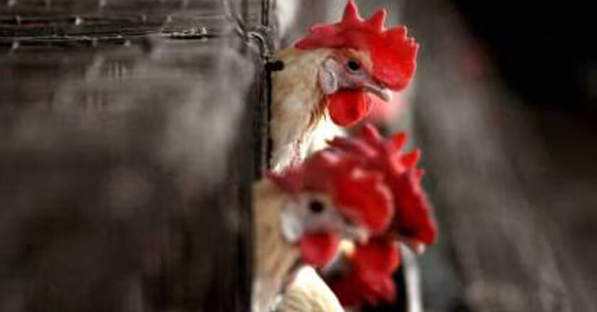 मोहखेड़ में बर्ड फ्लू की पुष्टि छिंदवाड़ा जिले में अलर्ट जारी, पोल्ट्री फार्म में संक्रमित नमूने पाए गए