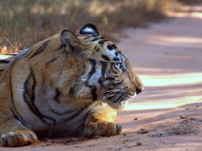 चंबल रीजन के शिवपुरी में मध्य प्रदेश का 9वां टाइगर रिजर्व बनने जा रहा, CM मोहन यादव बोले- सभी औपचारिकताएं हो चुकी हैं पूरी
