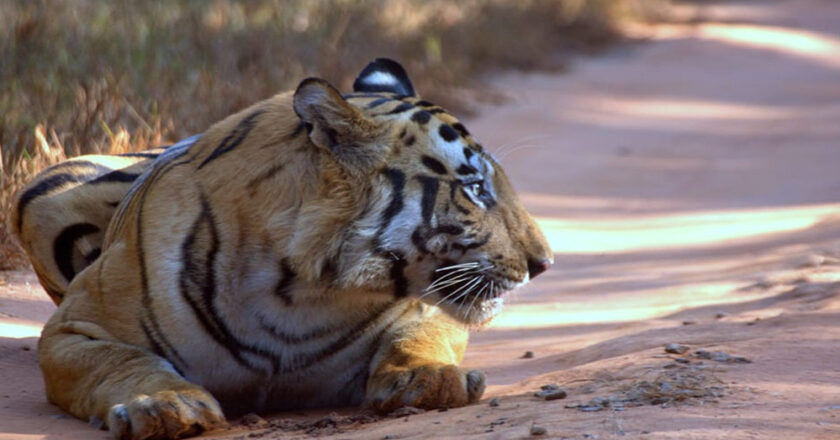 चंबल रीजन के शिवपुरी में मध्य प्रदेश का 9वां टाइगर रिजर्व बनने जा रहा, CM मोहन यादव बोले- सभी औपचारिकताएं हो चुकी हैं पूरी