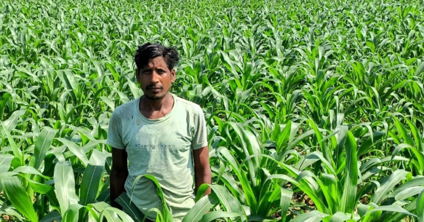 रायपुर : ग्रीष्मकालीन धान के बदले मक्का की खेती से दोगुना लाभ खेती से दोगुना लाभ