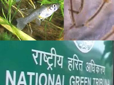 एनजीटी ने केंद्र से मांगा जवाब, ‘मच्छर रोकने जल निकायों में क्यों छोड़ी जा रहीं आक्रामक मछलियां’