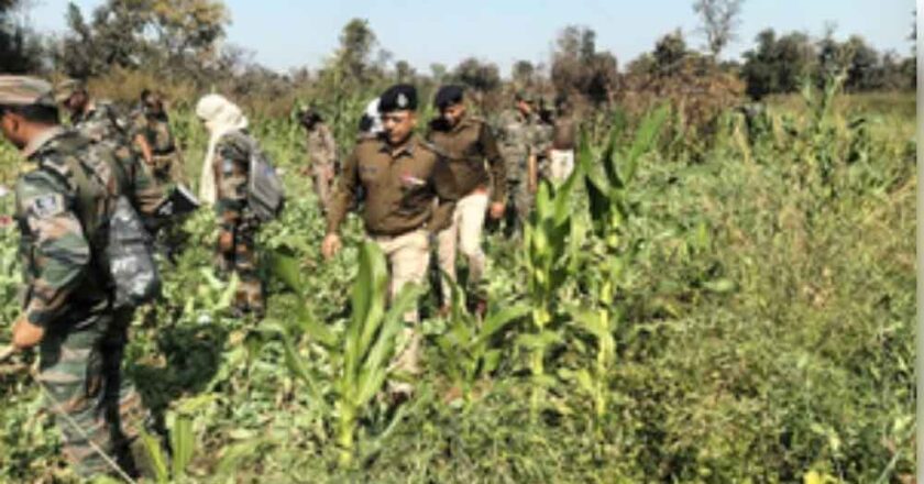 पुलिस ने स्पेशल ऑपरेशन के दौरान करीब 125 करोड़ रुपए मूल्य की अफीम की खेती रौंद डाली, 86 गिरफ्तार