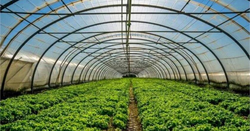 हरियाणा के झज्जर में बागवानी क्षेत्र में बढ़ावा देने के लिए 65 एकड़ में होगा तैयार विश्वविद्यालय सेंटर