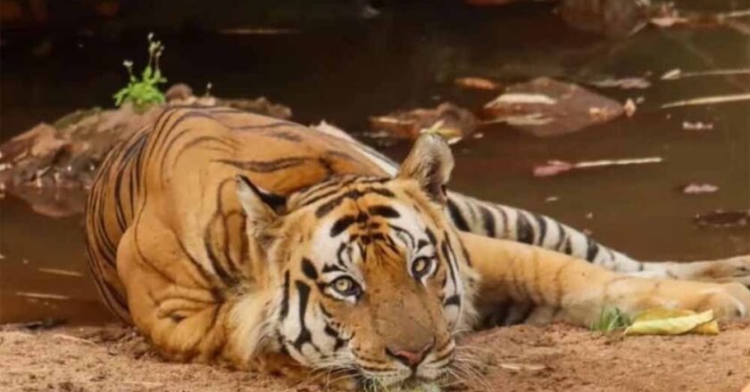 बांधवगढ़ टाइगर रिजर्व के मशहूर बाघ छोटा भीम की उपचार के दौरान भोपाल में मौत