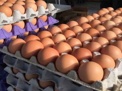 अमेरिका में बर्ड फ्लू के मामलों में फिर से बढ़ोतरी, अंडों की कीमतों में तेजी से इजाफा
