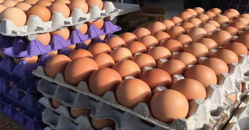अमेरिका में बर्ड फ्लू के मामलों में फिर से बढ़ोतरी, अंडों की कीमतों में तेजी से इजाफा