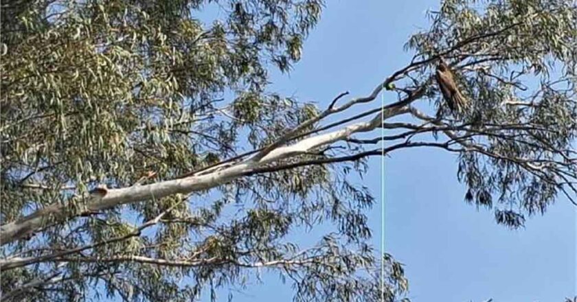 राज्य में चाइना डोर का कहर थमने का नाम नहीं ले रहा,  बच्ची की मौत के बाद अब एक और  कांड