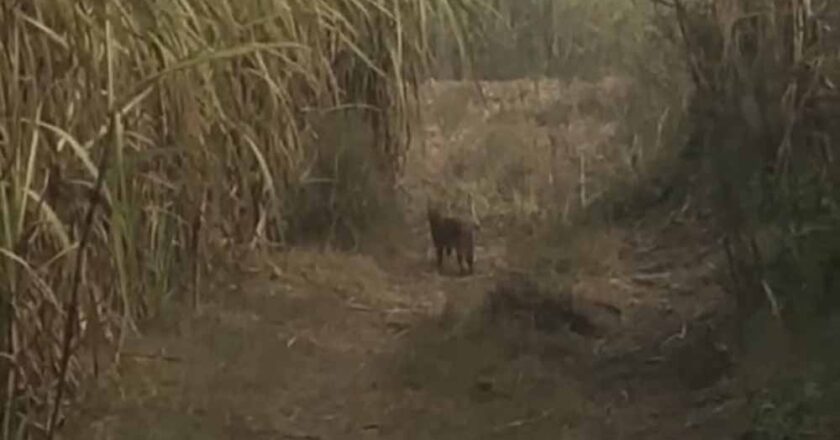 गन्ने के खेतों के पास एक चीते जैसा जंगली जानवर दिखने से इलाके में फैली दहशत, सहमे लोग