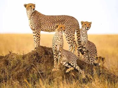 कूनो में चीतों की सख्यां में होगा इजाफा, दक्षिण अफ्रीका से आएंगे 10 चीते