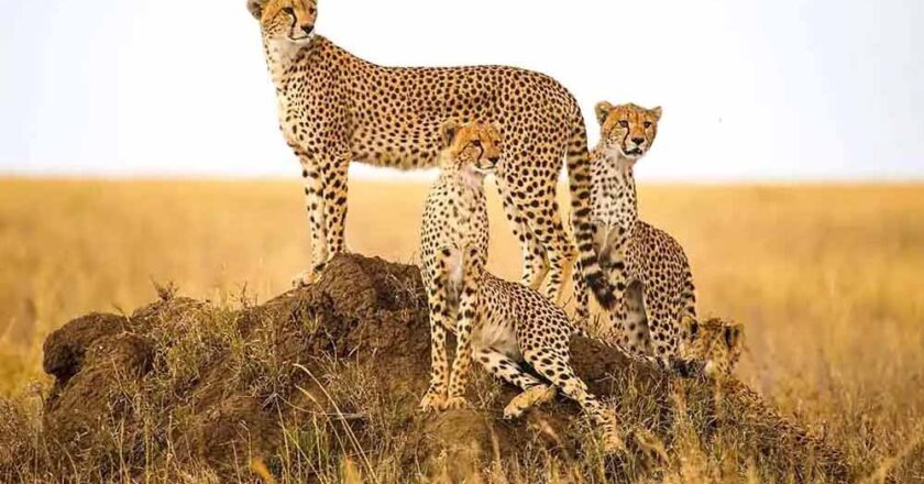 कूनो में चीतों की सख्यां में होगा इजाफा, दक्षिण अफ्रीका से आएंगे 10 चीते