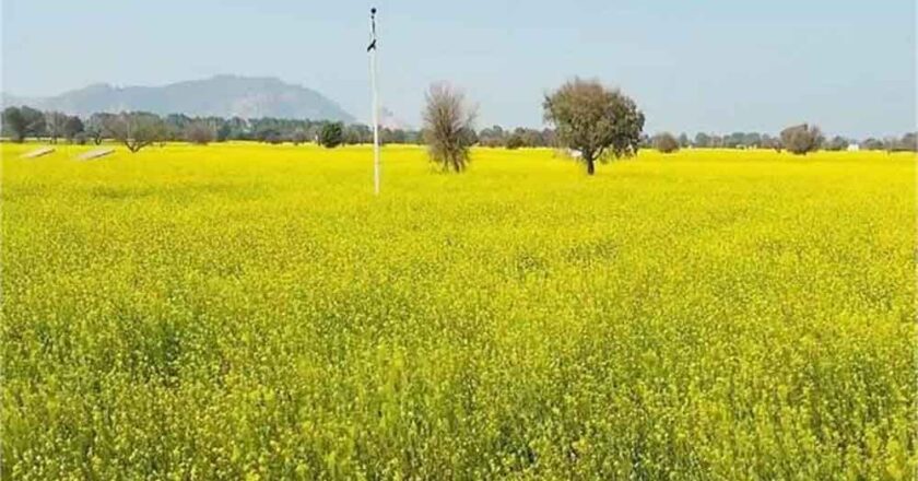 दादरी जिले में बीते तीन-चार दिनों से दिन के समय के तापमान में काफी अधिक वृद्धि देखने को मिल रही