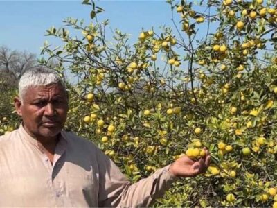 बागवानी के साथ ऑर्गेनिक सब्जियों की खेती करते हुए किसान एक सीजन में दोहरा मुनाफा कमा रहे