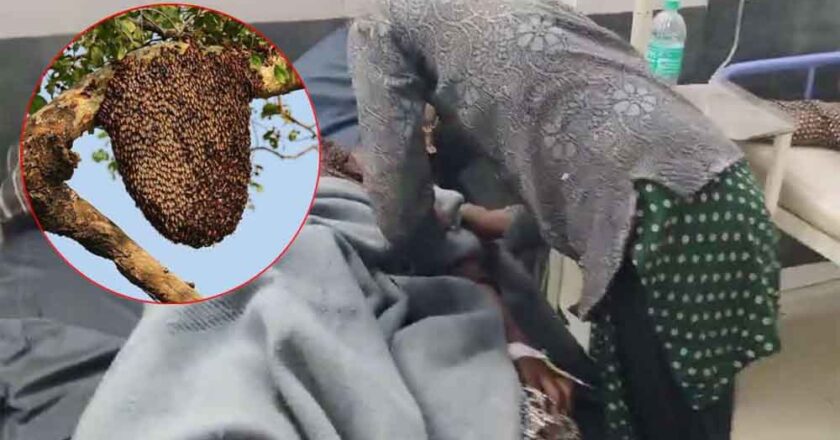 नीमच में मची अफरा-तफरी, अचानक मधुमक्खियों ने भेड़ चरा रहे लोगों पर किया हमला