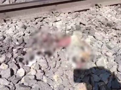 इटारसी वन परिक्षेत्र बाघदेव में रेलवे पटरी पार करते समय ट्रेन की चपेट में आने से एक तेंदुए की मौत