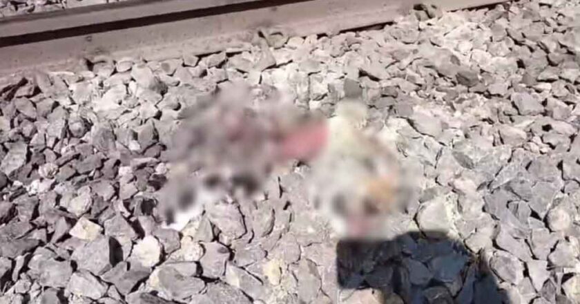इटारसी वन परिक्षेत्र बाघदेव में रेलवे पटरी पार करते समय ट्रेन की चपेट में आने से एक तेंदुए की मौत