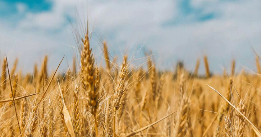 समर्थन मूल्य पर गेहूँ की बिक्री के लिए 1 लाख 88 हजार से अधिक किसानों ने कराया पंजीयन