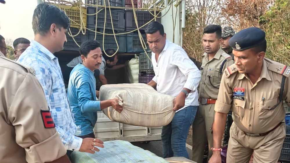 सब्जी कैरेट के नीचे छुपाकर ले जा रहे 243 किलो गांजा जप्त