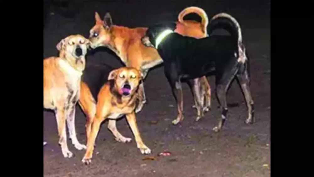 कुत्ते काटने के मामले बढ़े,  केंद्रीय मंत्री ने दिए नसबंदी और टीकाकरण अभियान के निर्देश