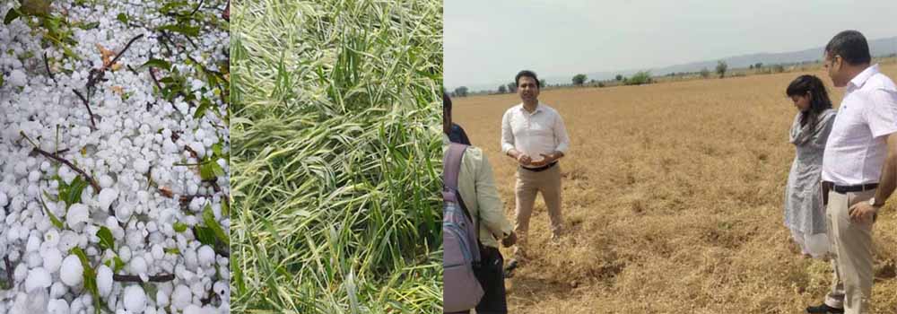 जयपुर में आंधी, तूफान, ओलावृष्टि से फसल चौपट, कलेक्टर ने लिया जायजा
