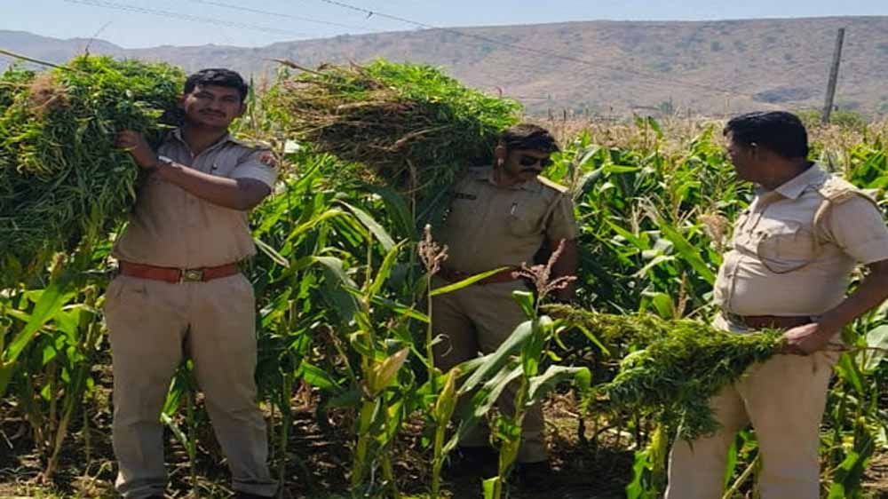 मक्का की फसल की आड़ में गांजे की खेती,  दो अलग-अलग खेतों से 94 किलो गांजा जब्त