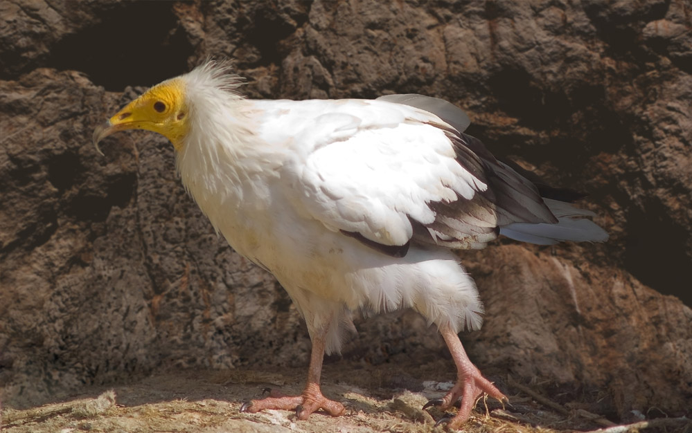 मध्य प्रदेश के रातापानी टाइगर रिजर्व में मिस्र का सफेद गिद्ध मिला, गिद्ध की खासियत और इतिहास काफी दिलचस्प