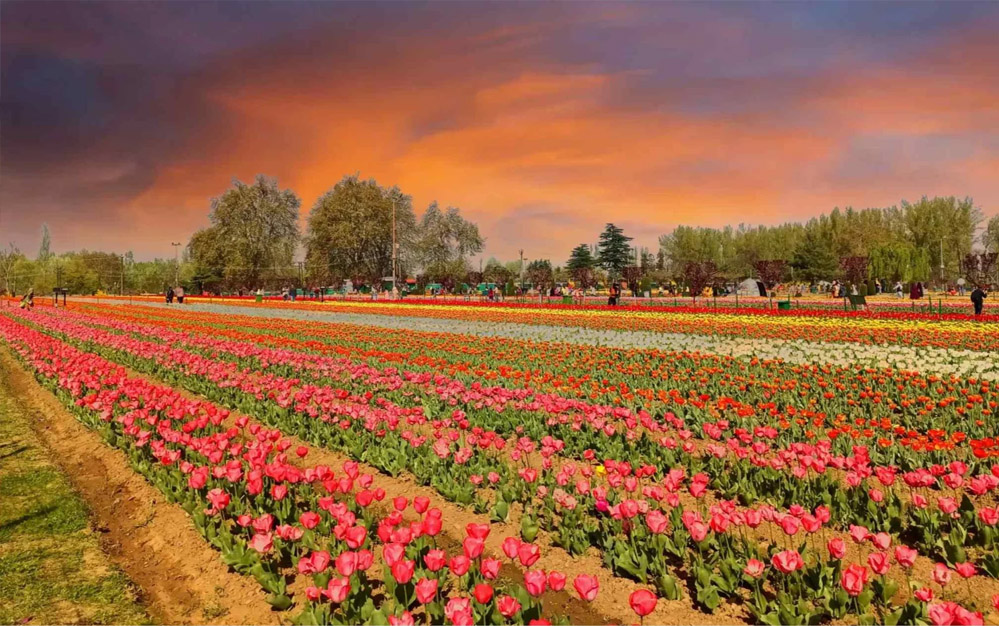 जम्मू-कश्मीर में 26 मार्च से एशिया के सबसे बड़े ट्यूलिप गार्डन का दीदार कर सकेंगे पर्यटक