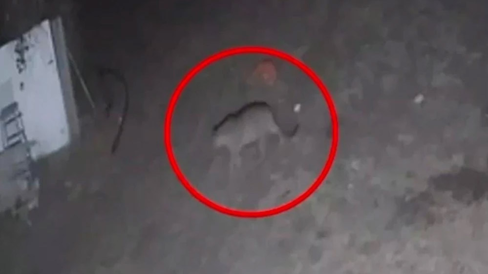 देवगुराड़िया की सिल्वर नेचर टाऊनशिप में तेंदुआ का मूवमेंट, जिसके बाद से ही रहवासी दहशत में