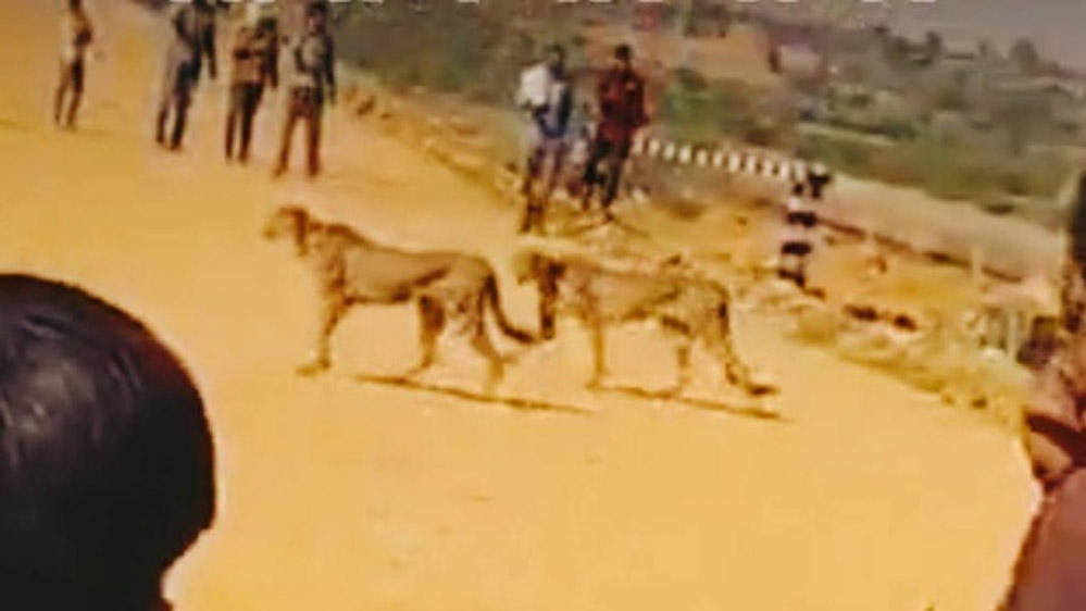 कूनो नेशनल पार्क में छोड़े गए चीता ज्वाला और 4 शावक अब आबादी वाले इलाके में पहुंचे