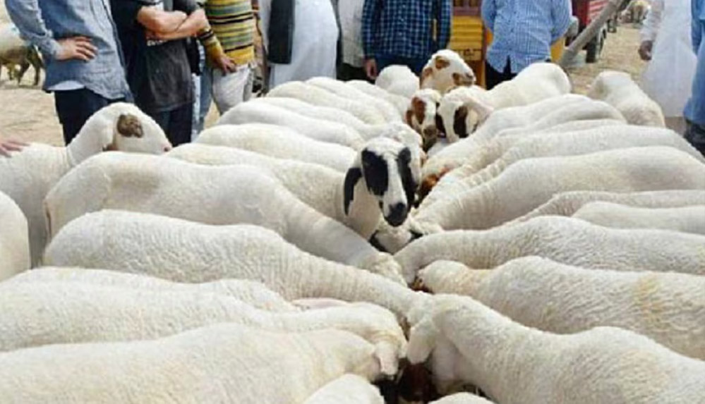 इस्लामिक देश के सुल्तान ने मुस्लिमों से की अपील बकरीद पर ना दें कुर्बानी