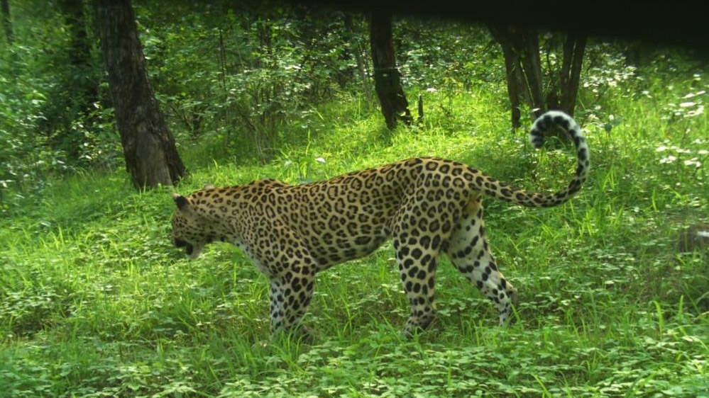 चित्रकूट में रानीपुर टाइगर रिजर्व और आसपास के जंगलों में तेंदुओं की बढ़ती चहलकदमी से लोगों में दहशत