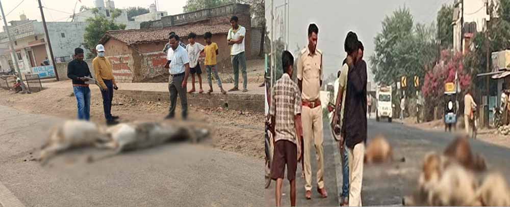 तेज रफ्तार वाहन से 8 मवेशियों की मौके पर ही मौत