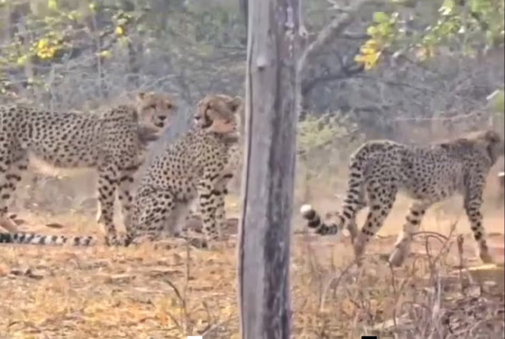 कूनो में चीतों का दीदार, ज्वाला और 4 शावक बने पर्यटकों के आकर्षण का केंद्र