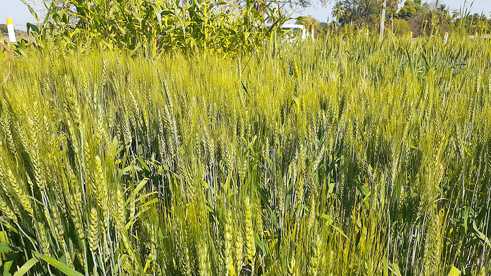 एमपी के किसानों के लिए मौसम विभाग ने दी चिंता वाली खबर, समय से पहले फसल पकने के कारण गेहूं का दाना पतला रह जाएगा